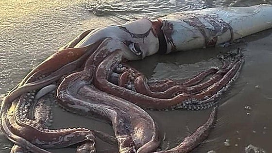 Aparece un calamar gigante en una playa de Asturias