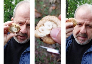 El falso níscalo tóxico que se confunde con el comestible en la montaña de León