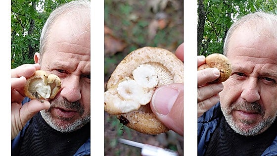 El falso níscalo tóxico que se confunde con el comestible en la montaña de León