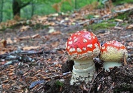 La amanita es una de las setas más peligrosas.