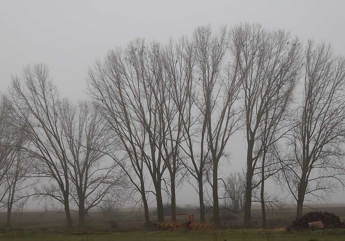 Hábitat del milano real.