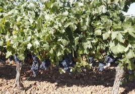 Plantación de la variedad tinta Prieto Picudo en espaldera en un viñedo de la zona de Valdevimbre.