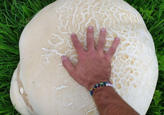 El pedo de lobo gigante en Otero de las Dueñas, en proporción con una mano.