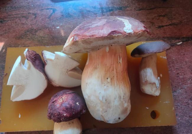 Boletus pinícola recogido en el Valle de Luna.