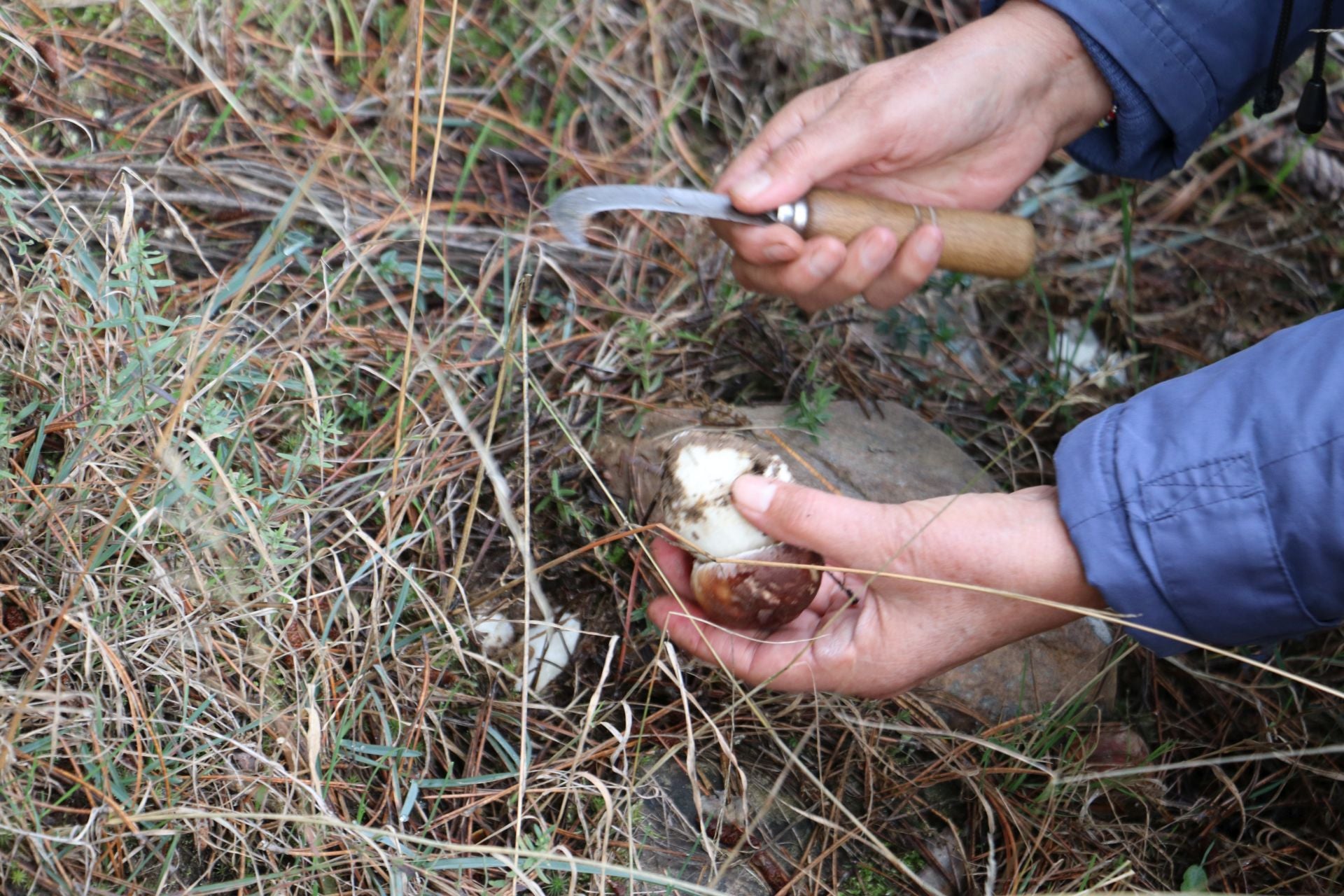 Recogida de setas en Omaña