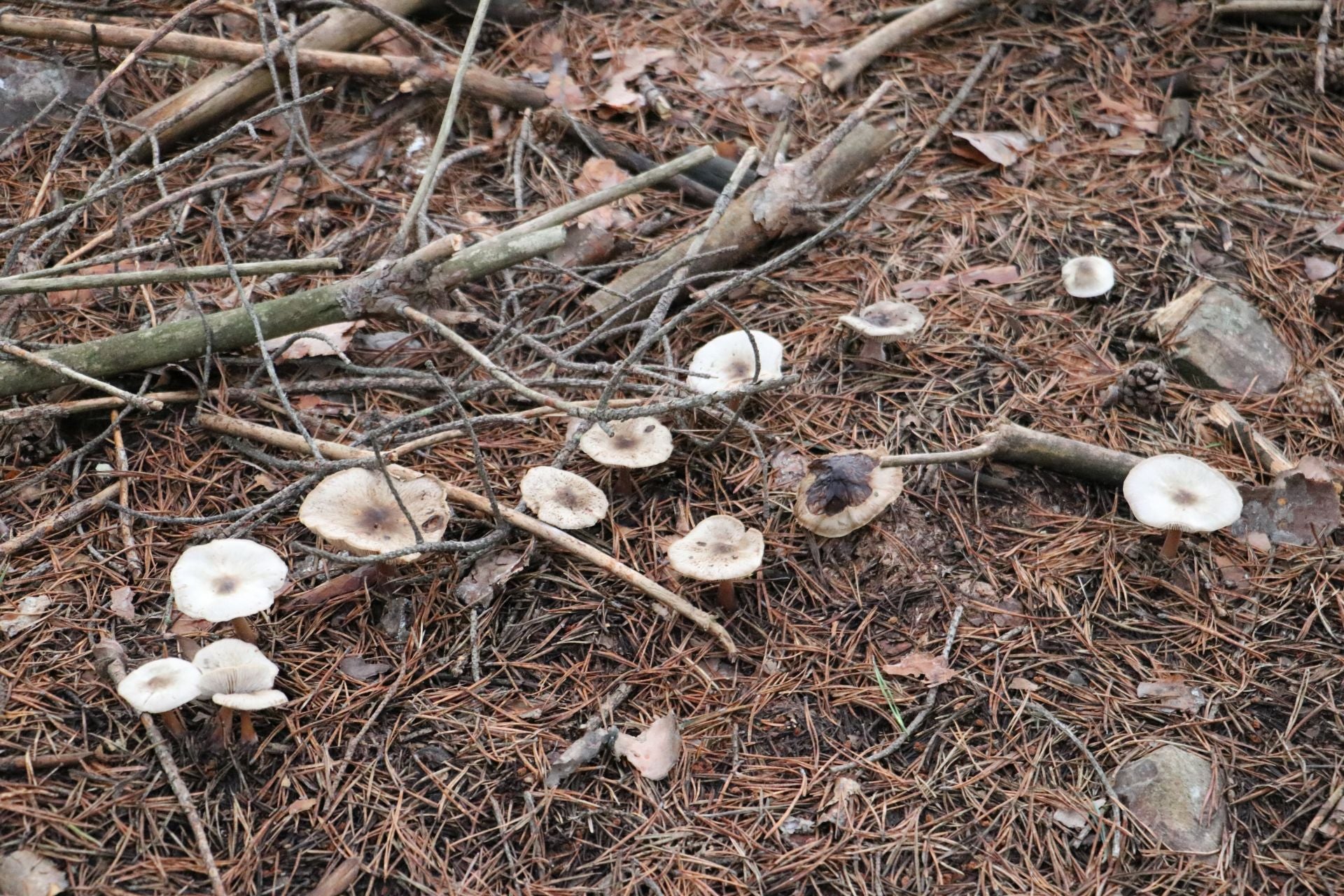 Recogida de setas en Omaña