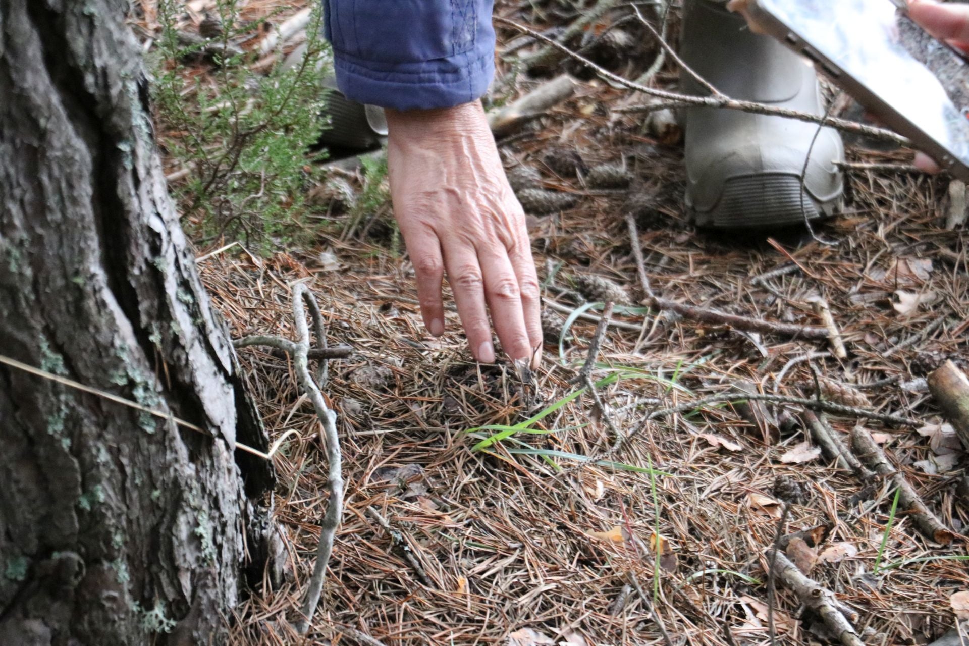 Recogida de setas en Omaña