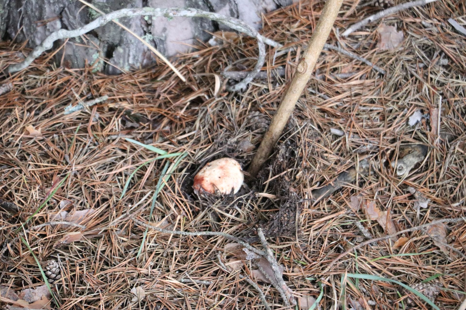 Recogida de setas en Omaña