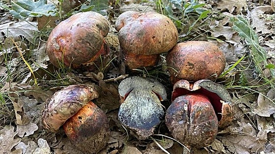 ¿Por qué aparecen gusanos en las setas de los montes de León?
