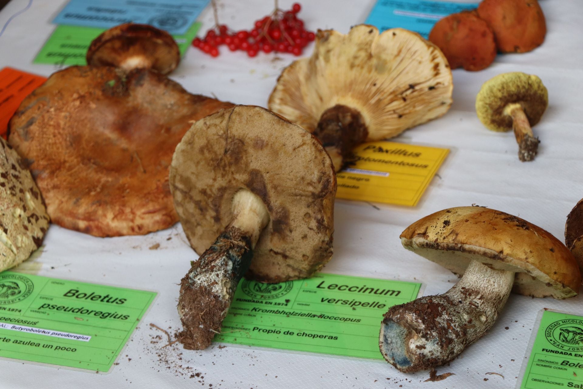 Exposición de setas en el Palacio de los Guzmanes