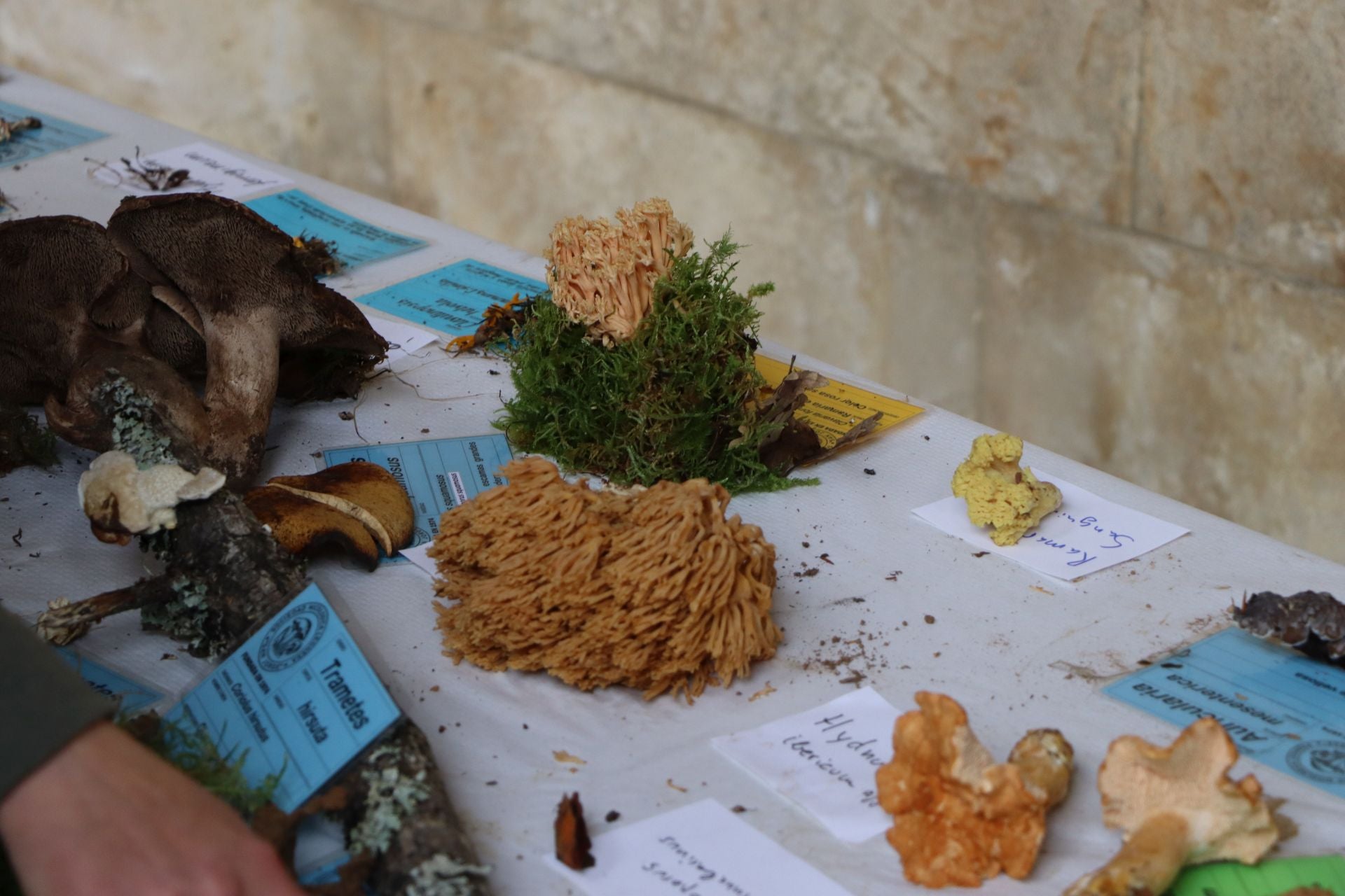 Exposición de setas en el Palacio de los Guzmanes