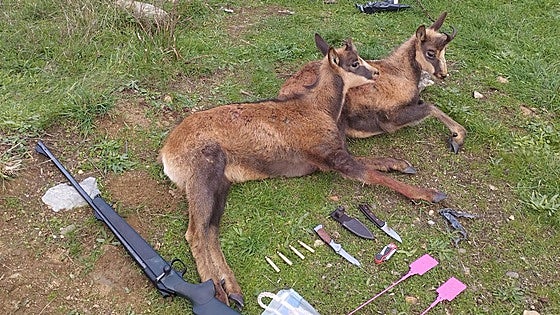 Localizan dos rebecos abatidos e identifican a tres personas por caza furtiva