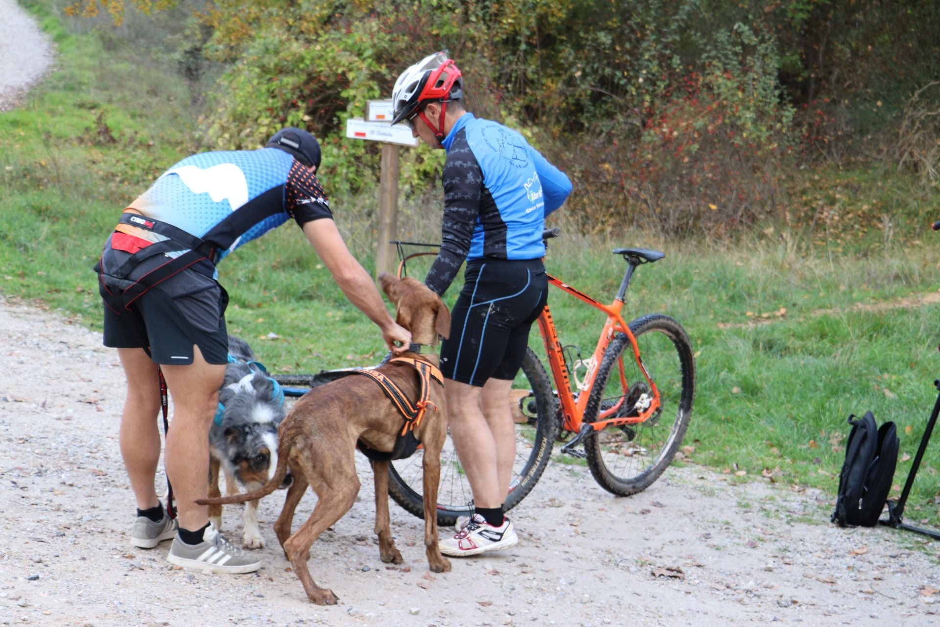 Entrenamiento de mushing en León