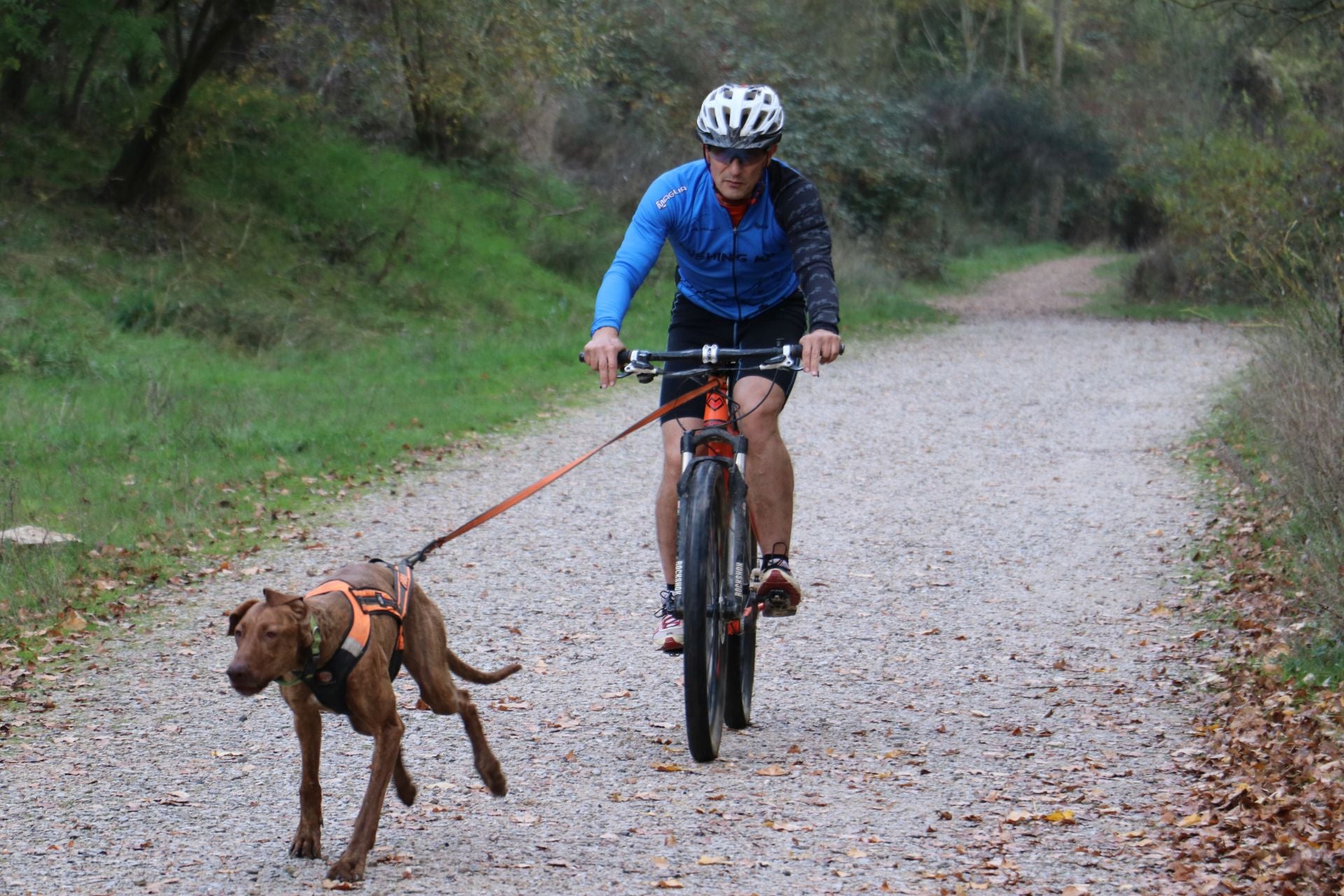 Entrenamiento de mushing en León