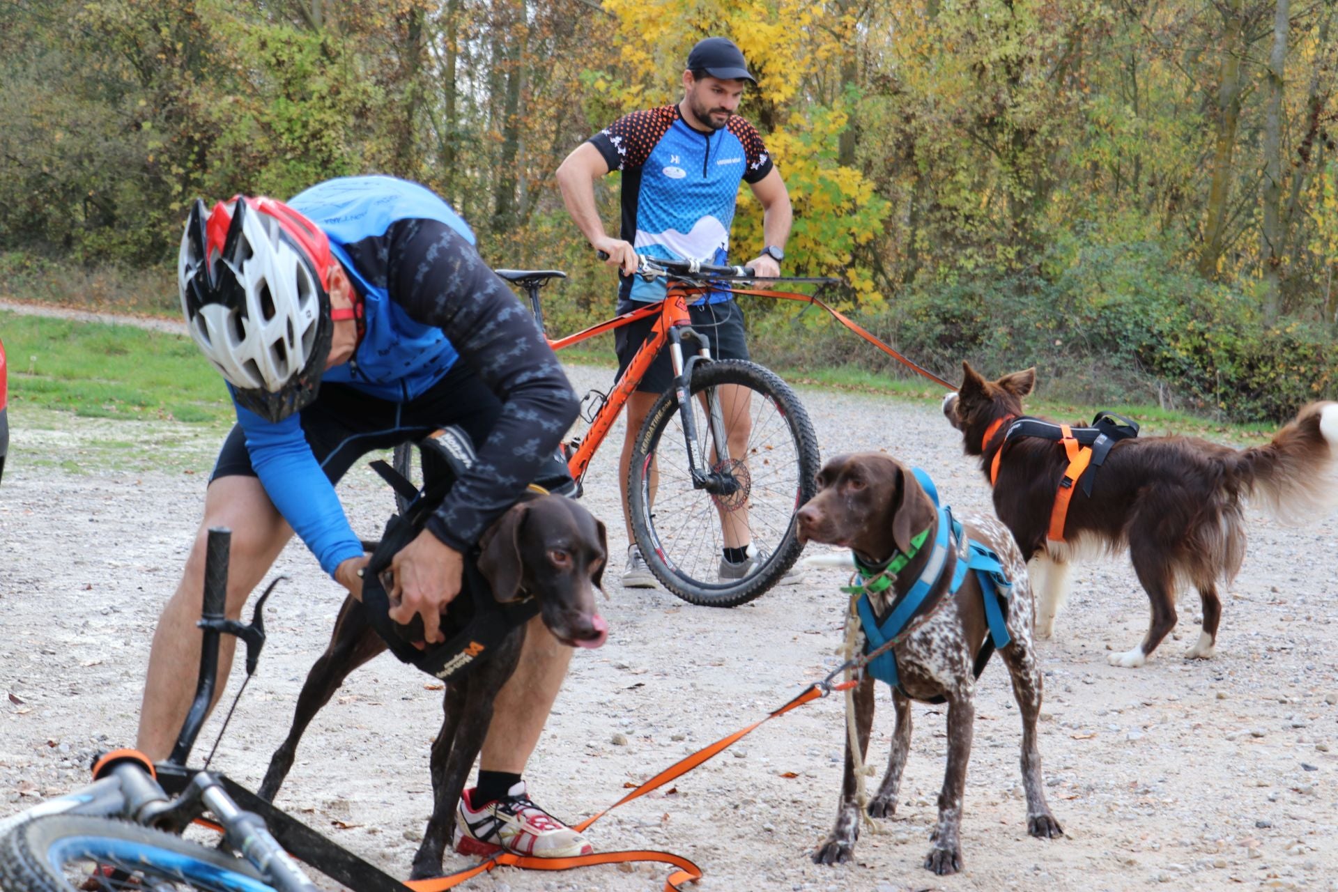 Entrenamiento de mushing en León