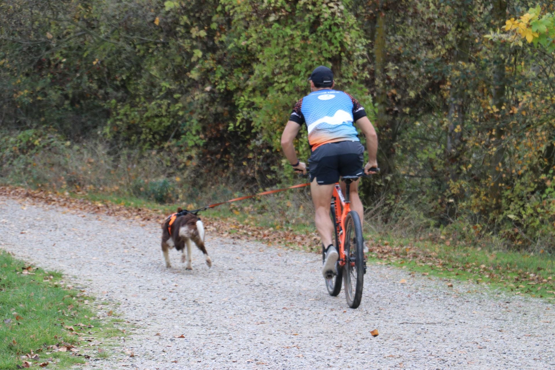 Entrenamiento de mushing en León