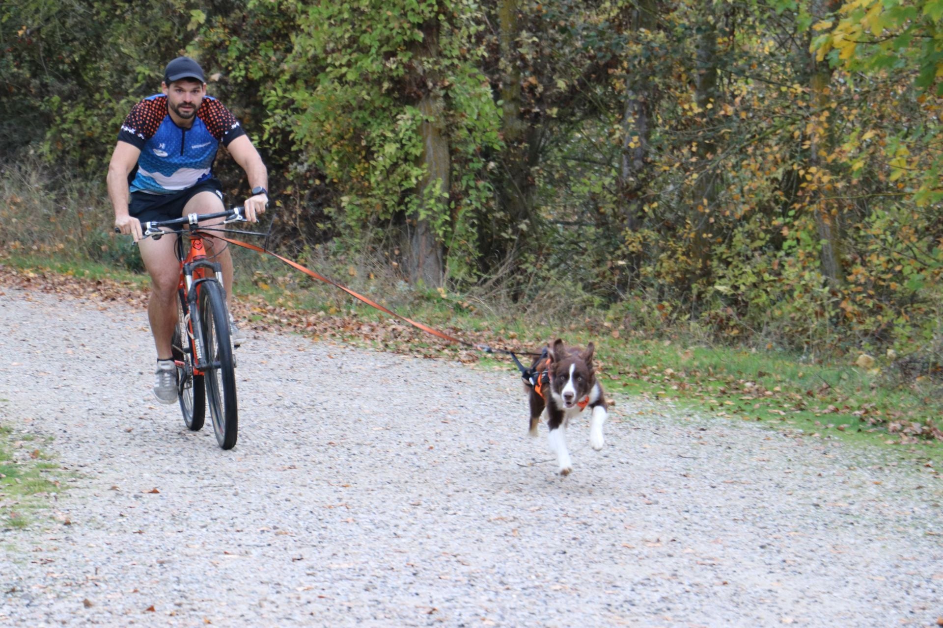 Entrenamiento de mushing en León