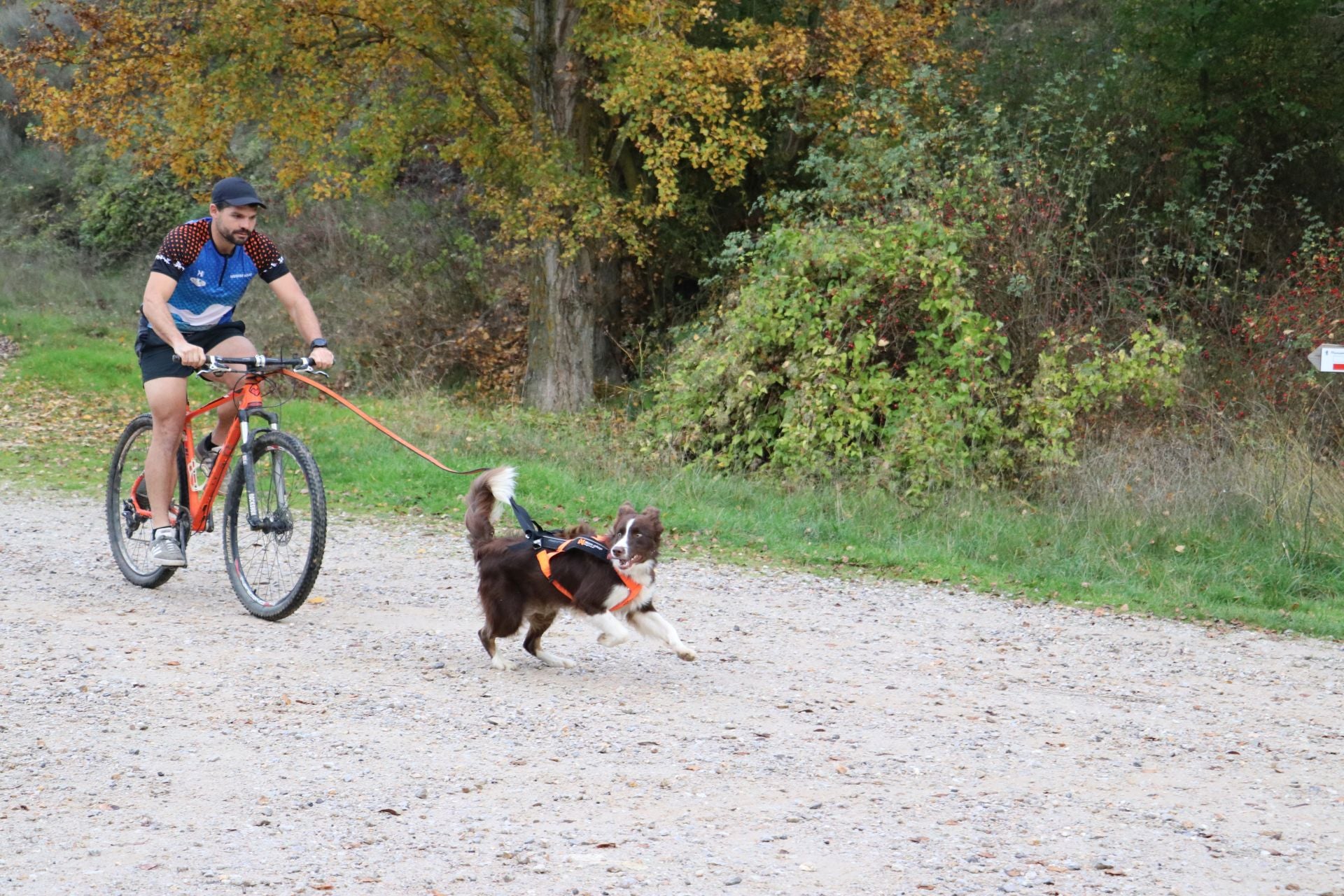 Entrenamiento de mushing en León