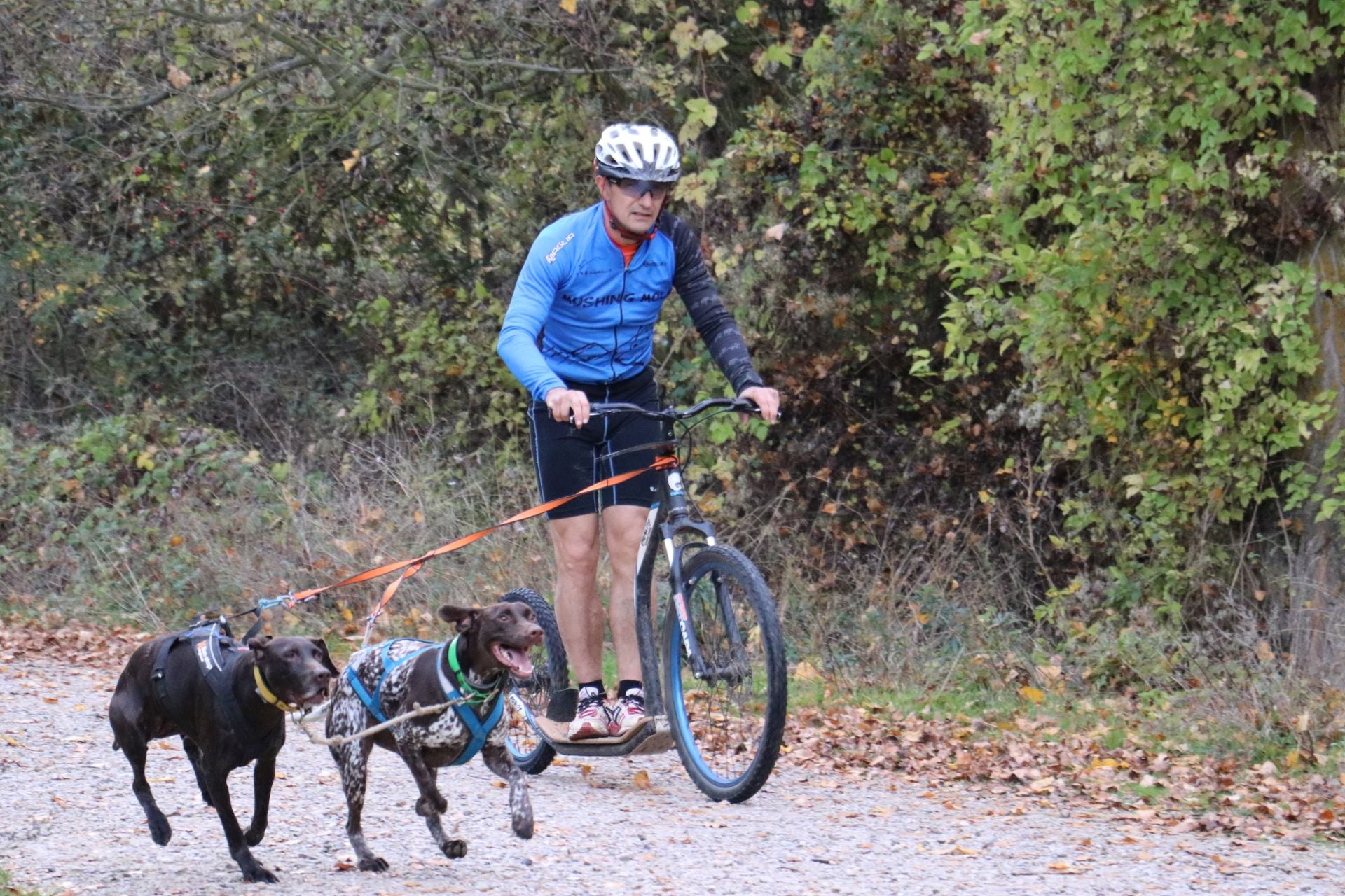 Entrenamiento de mushing en León