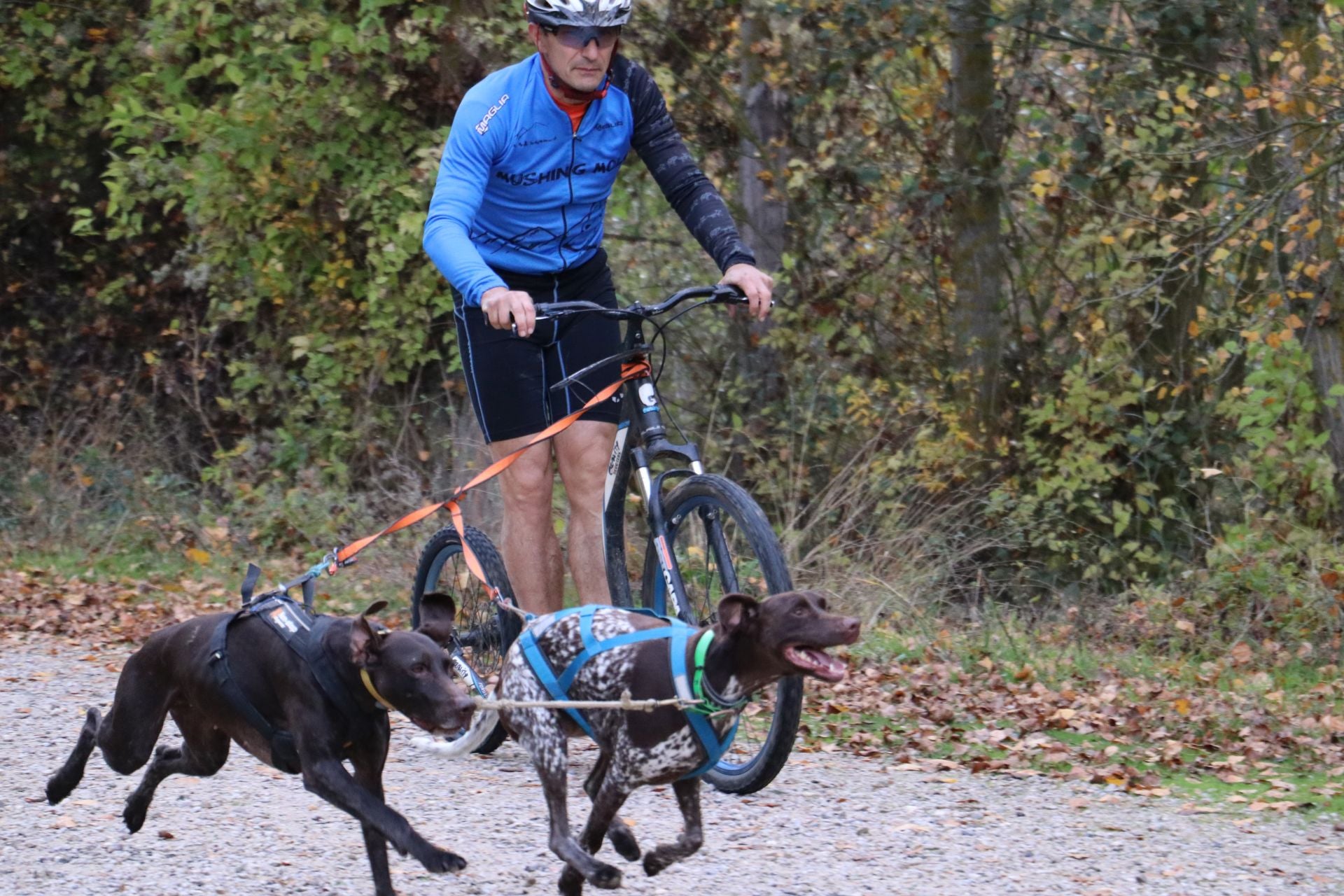 Entrenamiento de mushing en León