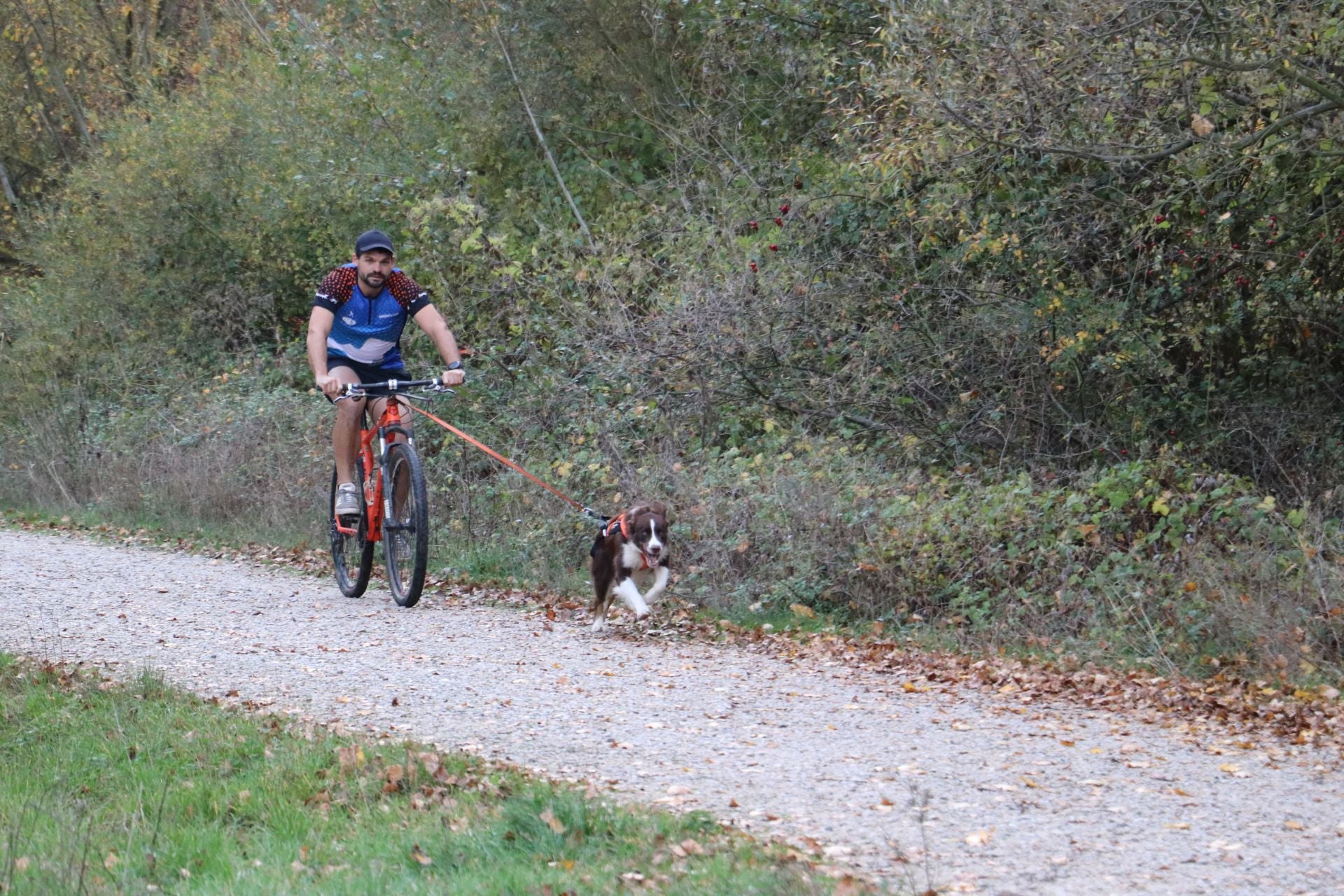 Entrenamiento de mushing en León