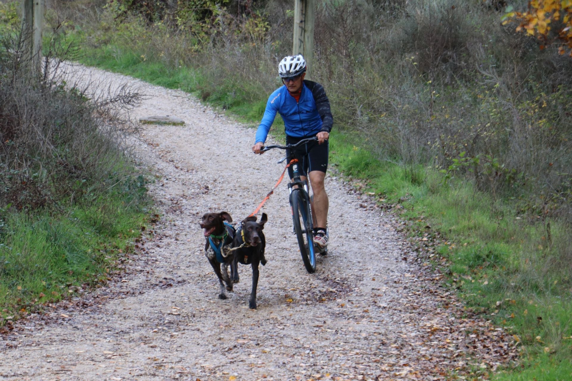 Entrenamiento de mushing en León