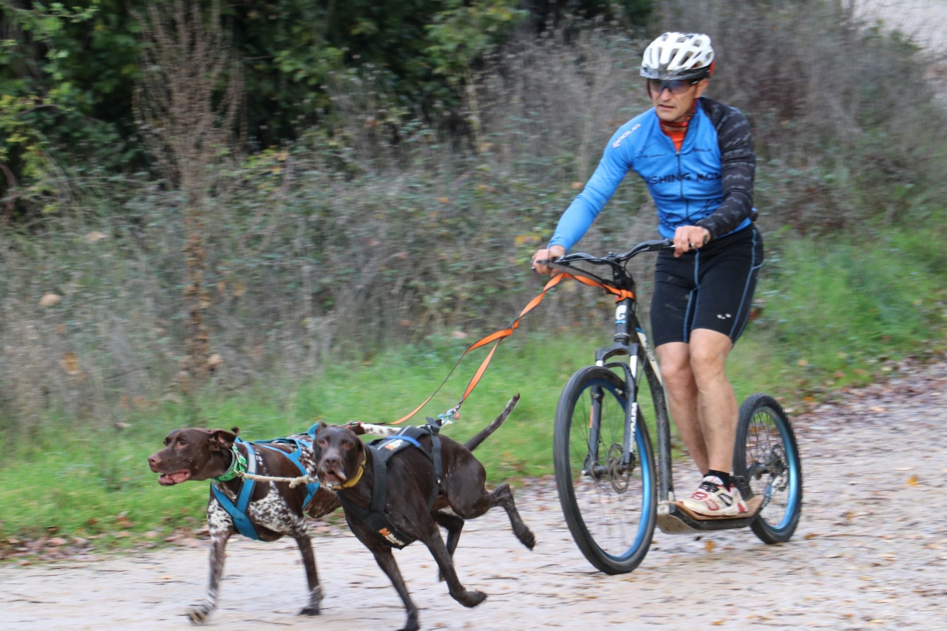 Entrenamiento de mushing en León