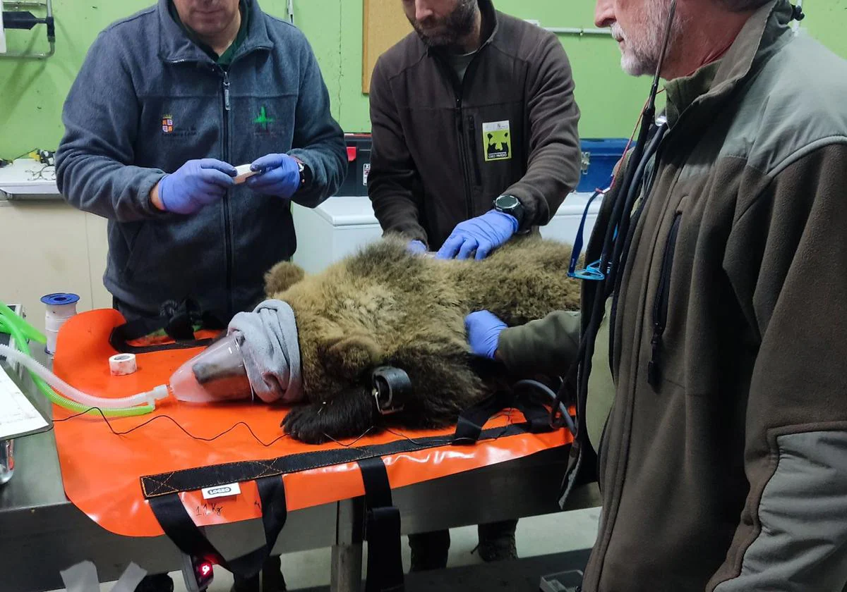 El osezno de Barniedo, durante su tratamiento veterinario en el CRAS de Valladolid.