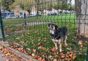 Zonas perimetradas y horarios flexibles, las peticiones de los dueños de mascotas