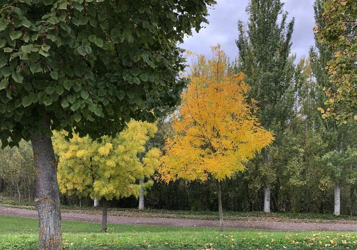 Las temperaturas caen en el viernes más frío de noviembre en León