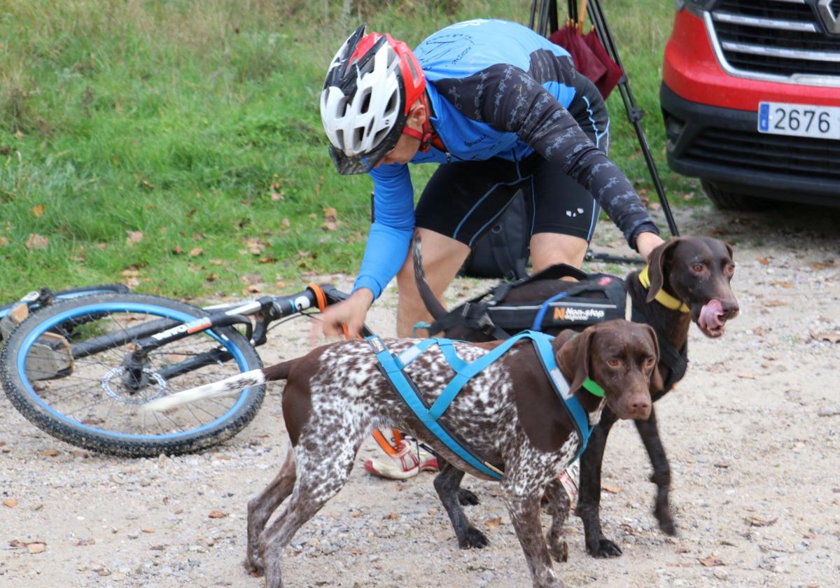 Así se practica el mushing en León, el deporte con perros «para cualquiera»