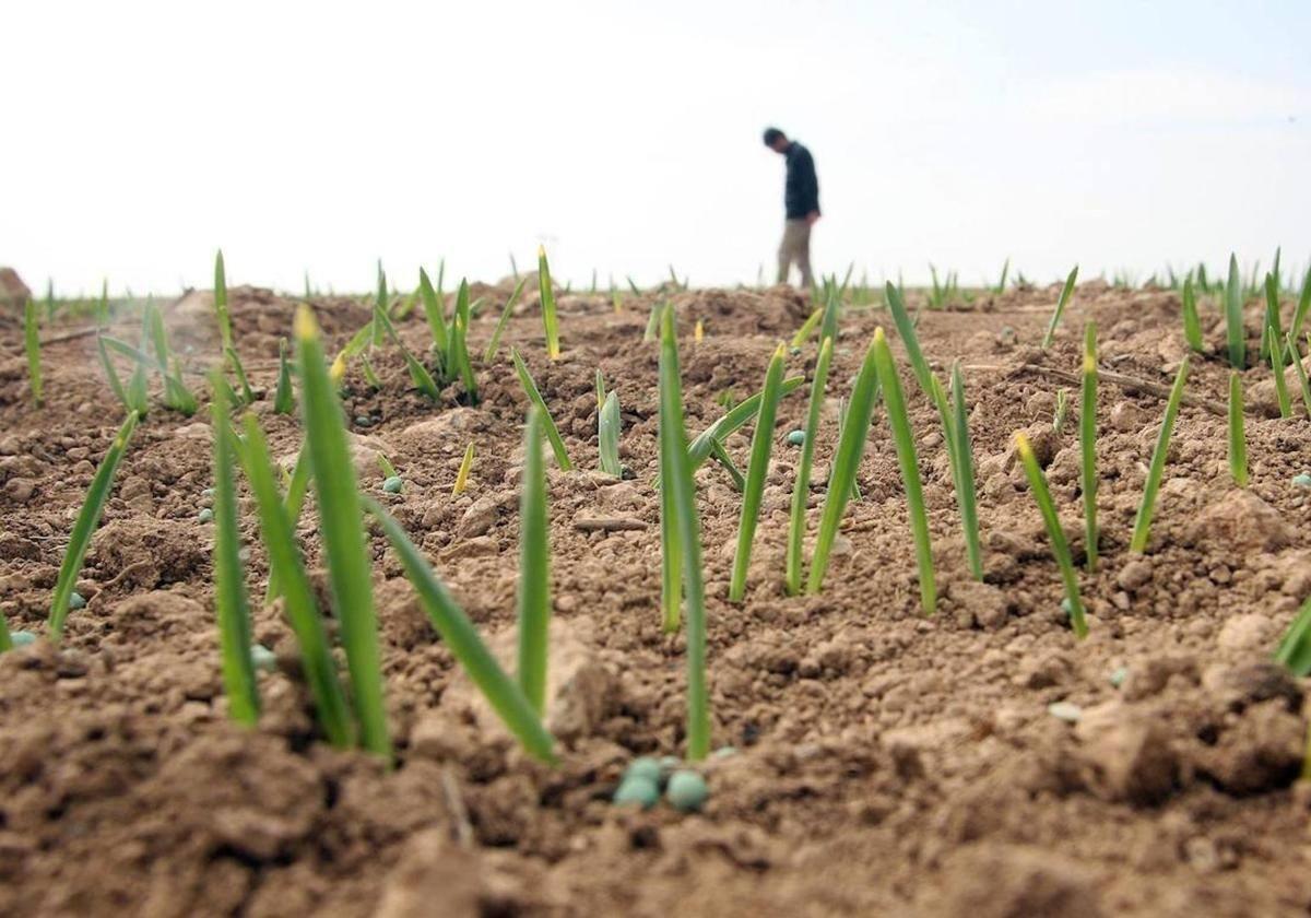 La borrasca Bert y sus lluvias dejan las mejores noticias para el campo leonés