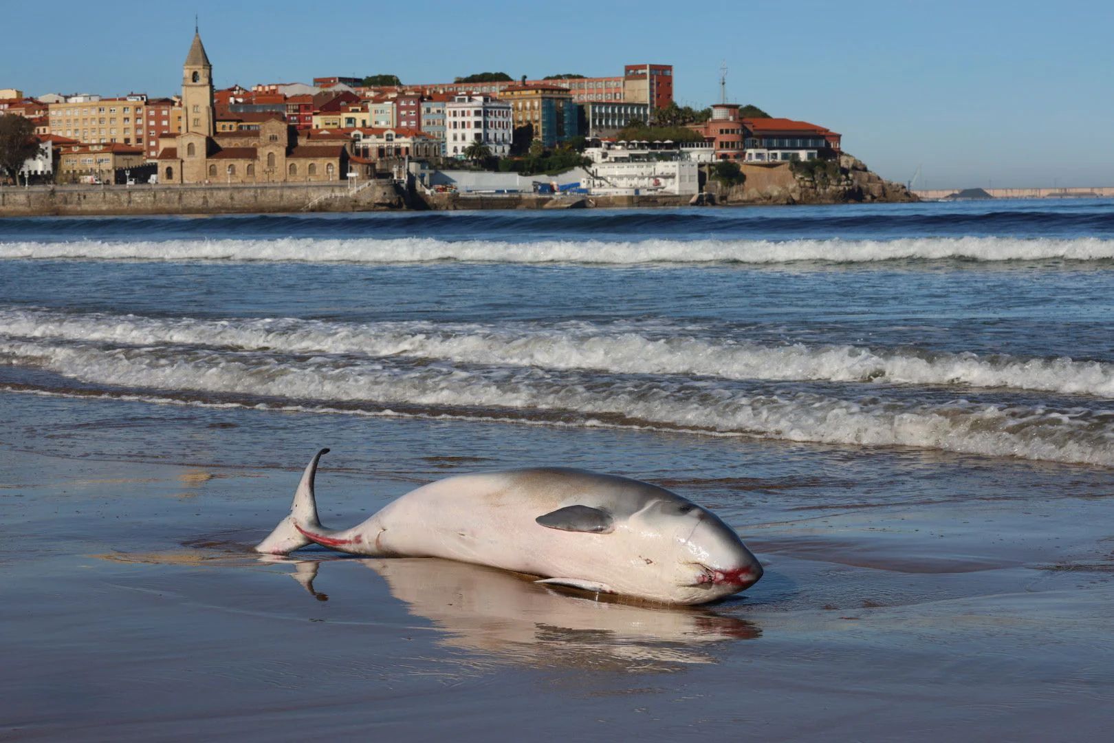 Las imágenes del cachalote varado en Gijón