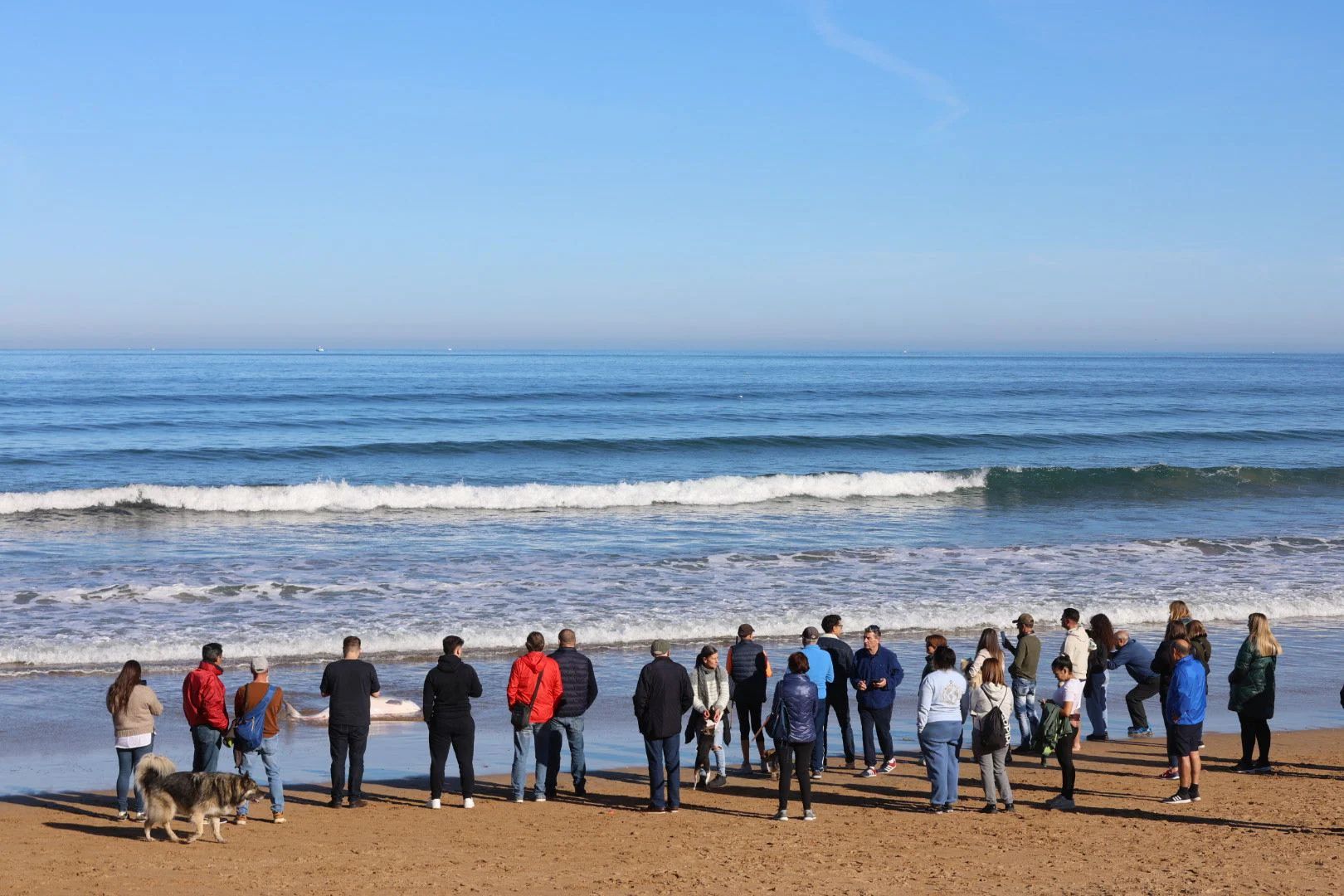 Las imágenes del cachalote varado en Gijón