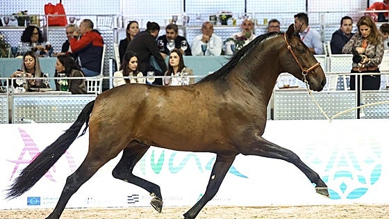 Cinco premios internacionales a la nobleza de un pura raza español de León
