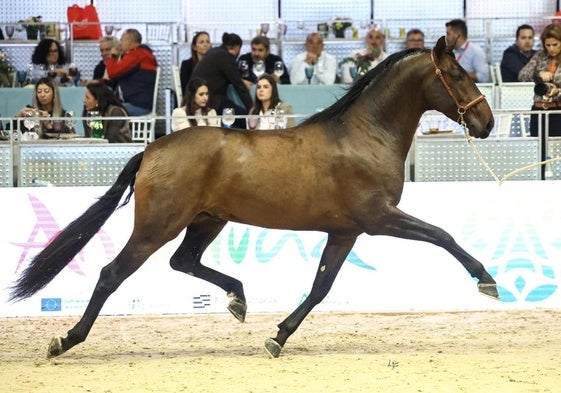 Lisonjero de Vida durante una de las pruebas en SICAB de Sevilla.