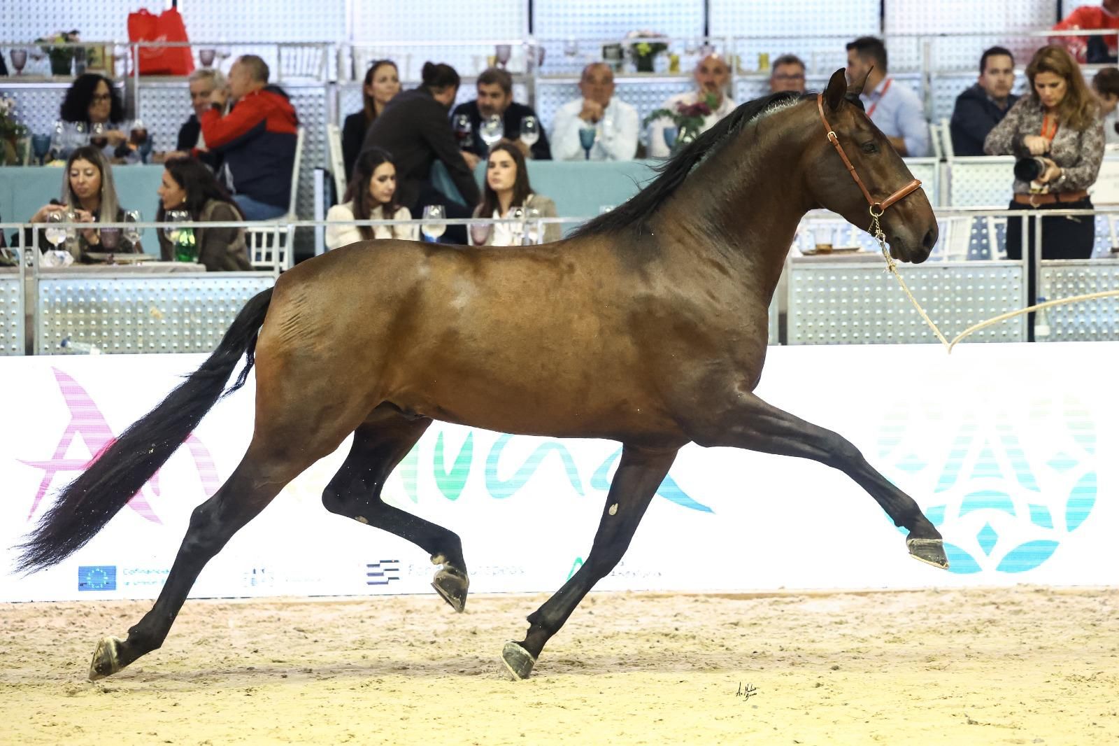 Lisonjero de Vida, un caballo leonés de premio