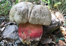 Boletus satanas, unoa de las setas más peligrosas.