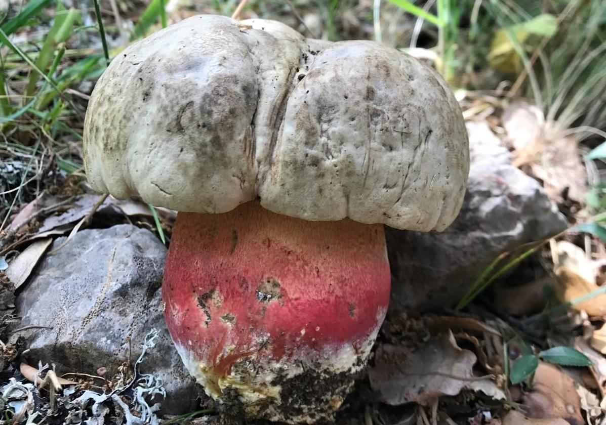 Boletus satanas, unoa de las setas más peligrosas.