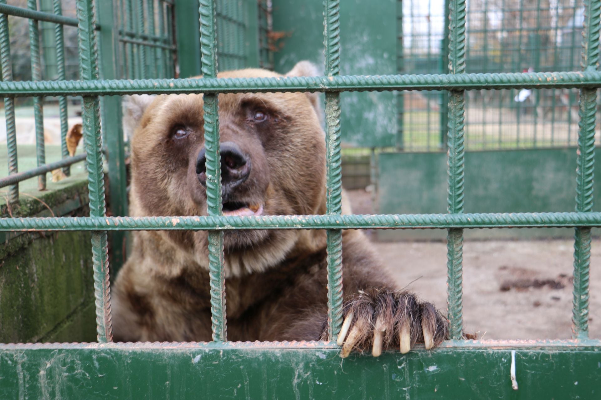 Así viven los osos del Coto Escolar de León