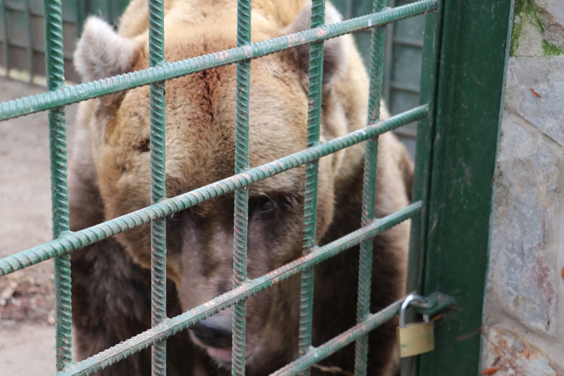 Así viven los osos del Coto Escolar de León