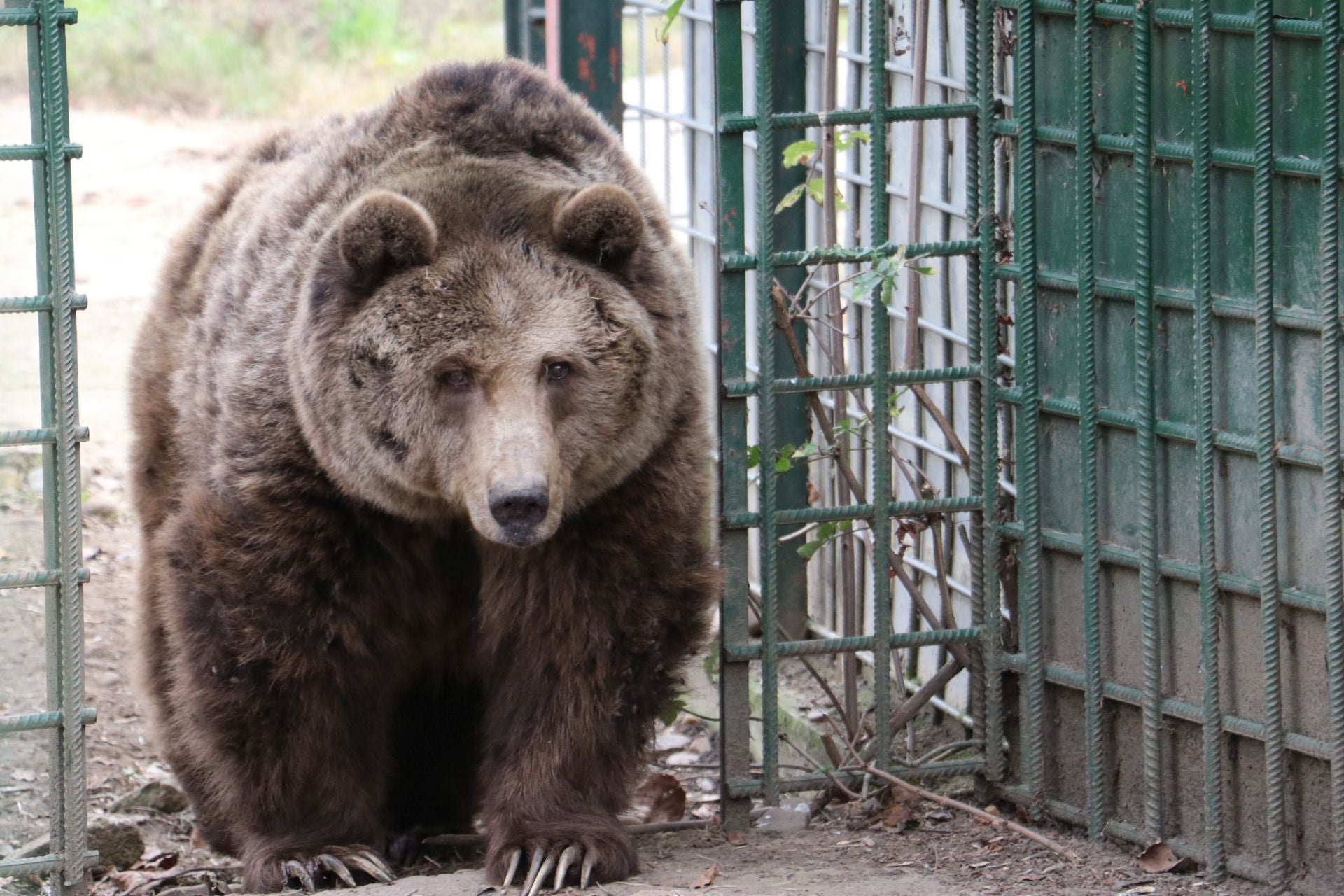 Así viven los osos del Coto Escolar de León