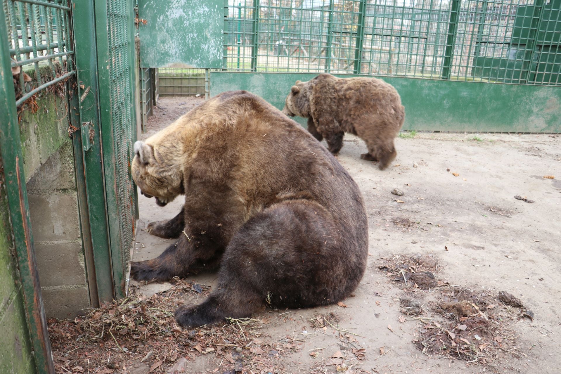 Así viven los osos del Coto Escolar de León