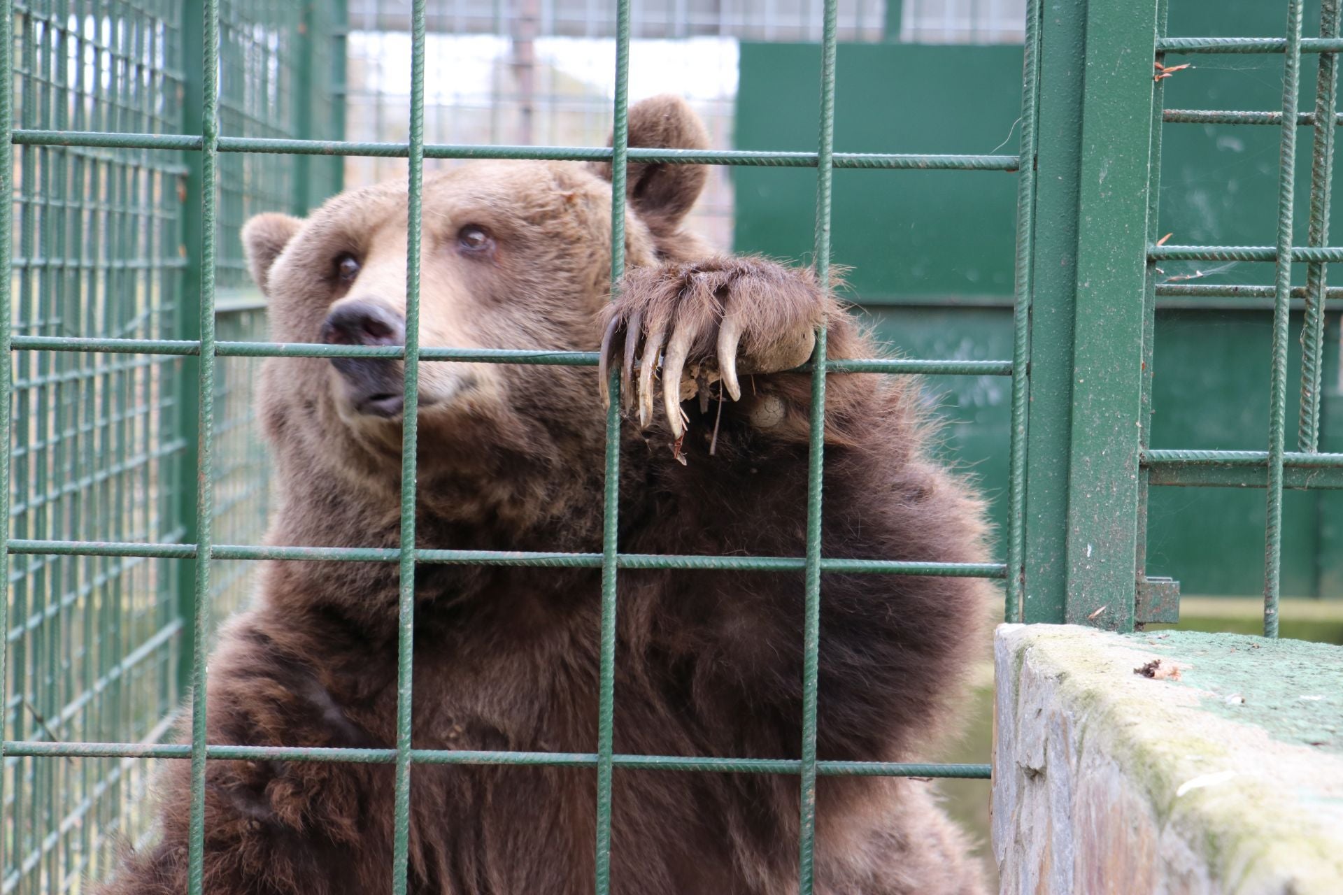 Así viven los osos del Coto Escolar de León