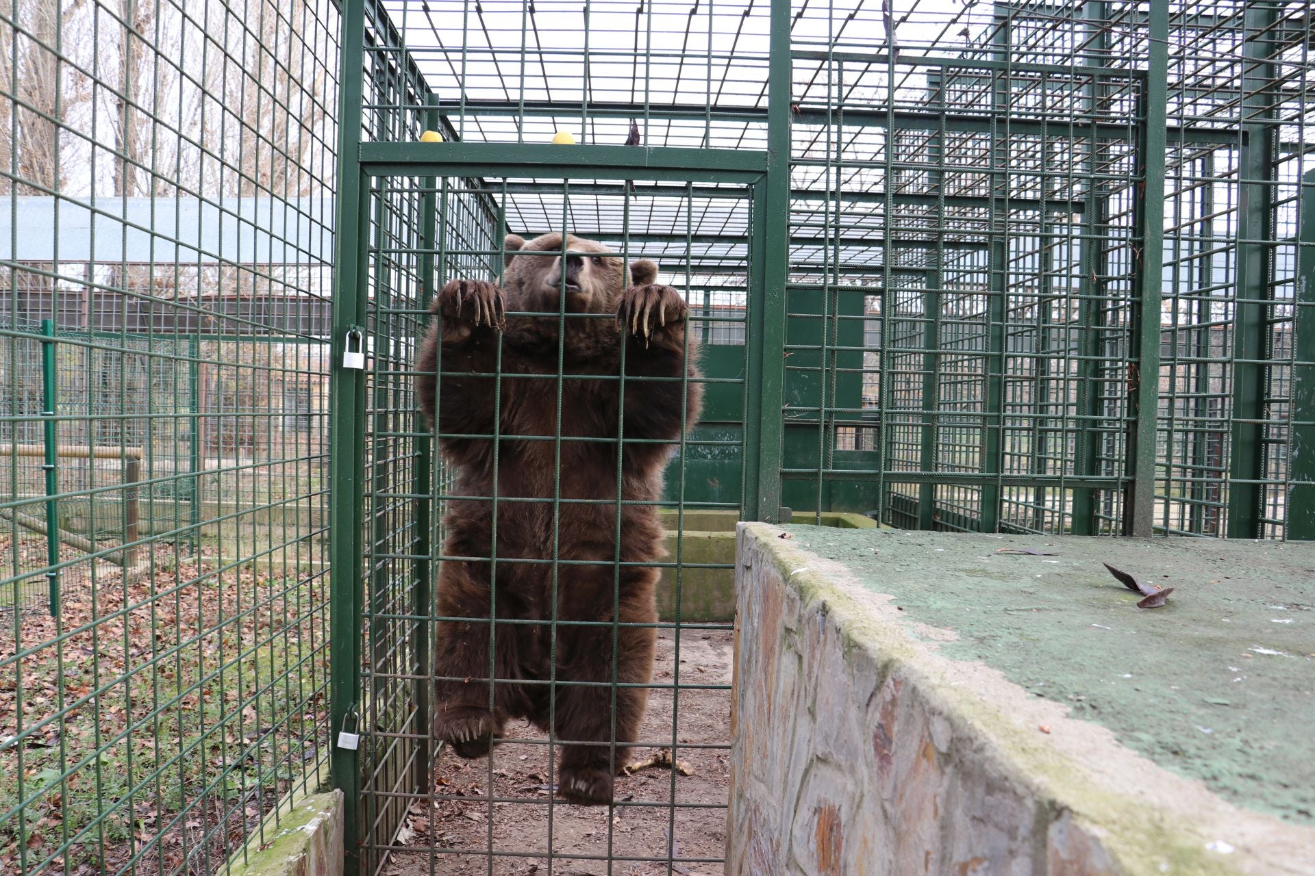 Así viven los osos del Coto Escolar de León