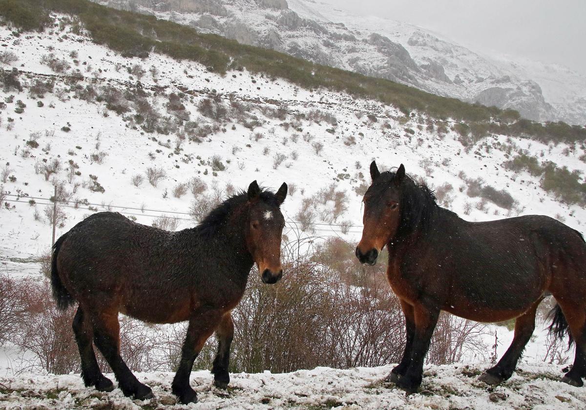 Nieve en León en el puente de la Constitución.