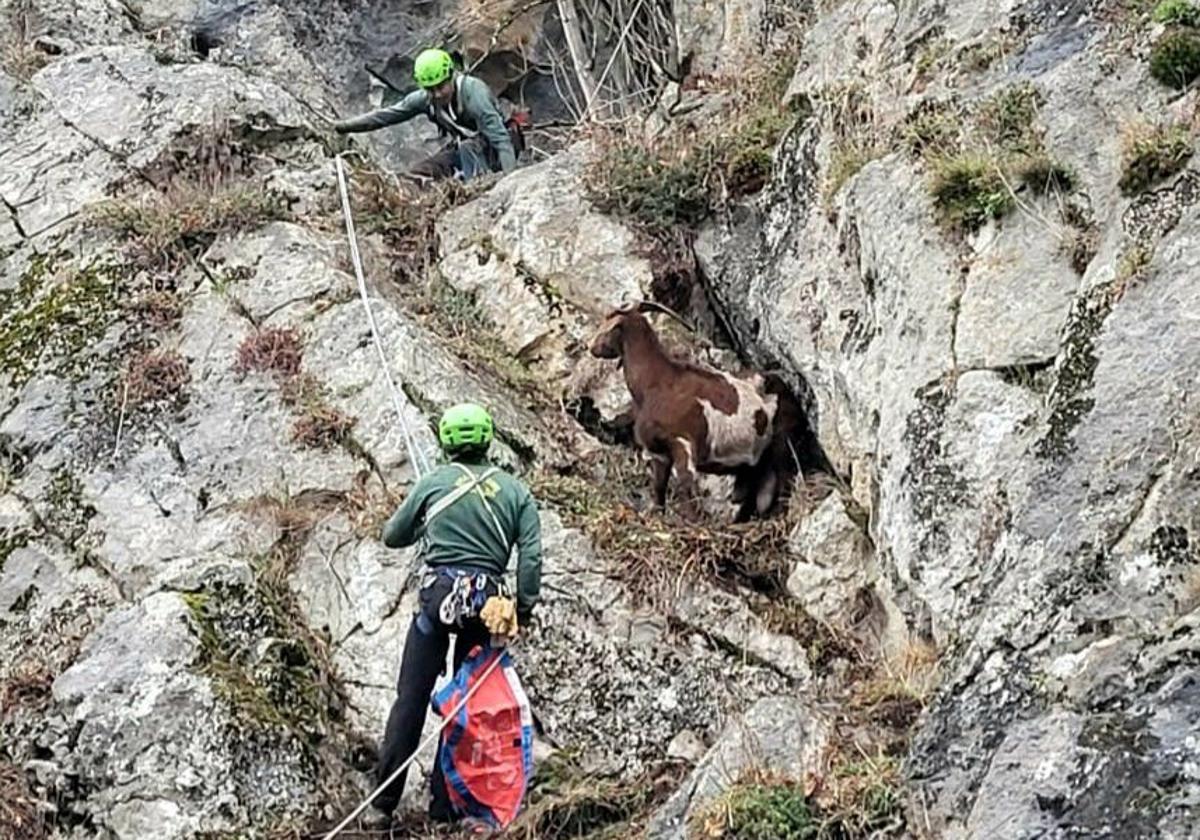 El Greim de Sabero (León) en pleno rescate de una cabra doméstica.