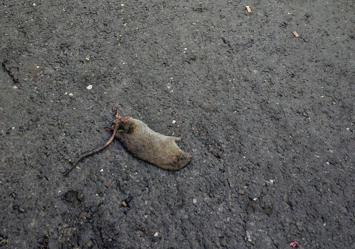 Una rata en la calle Antolín López Peláez de León.