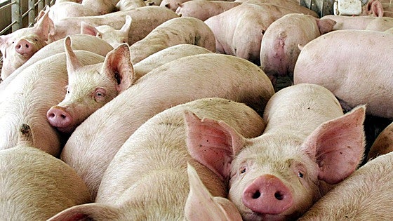 Llegan las primeras alegaciones a la macrogranja con 2.650 cerdas en El Burgo Ranero