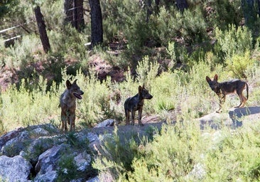Suárez-Quiñones confía en «una mínima sensatez» del Gobierno para regular el lobo